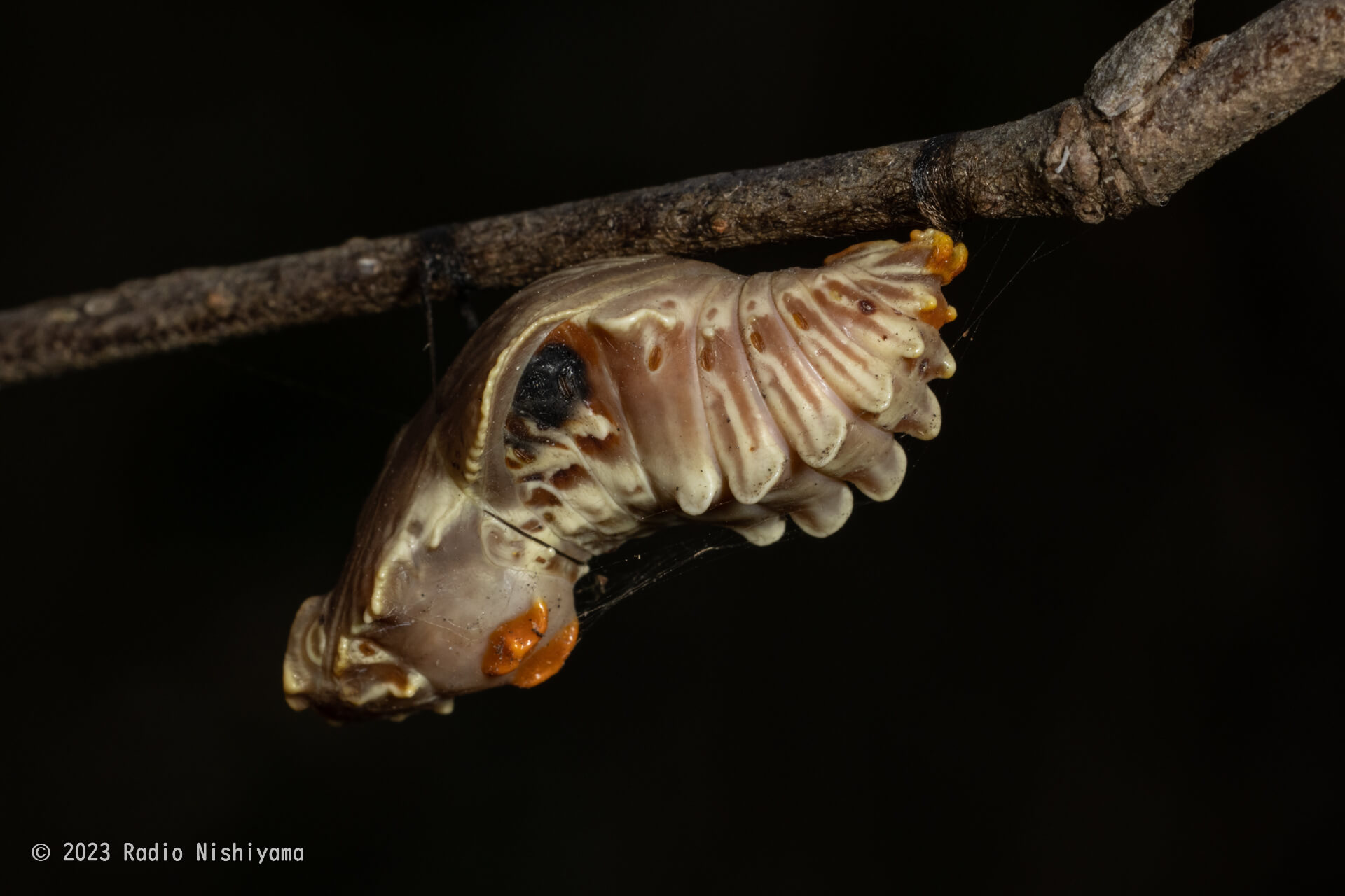 ジャコウアゲハの蛹（寄生されている？）