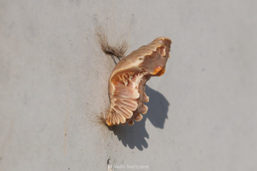 ジャコウアゲハの蛹