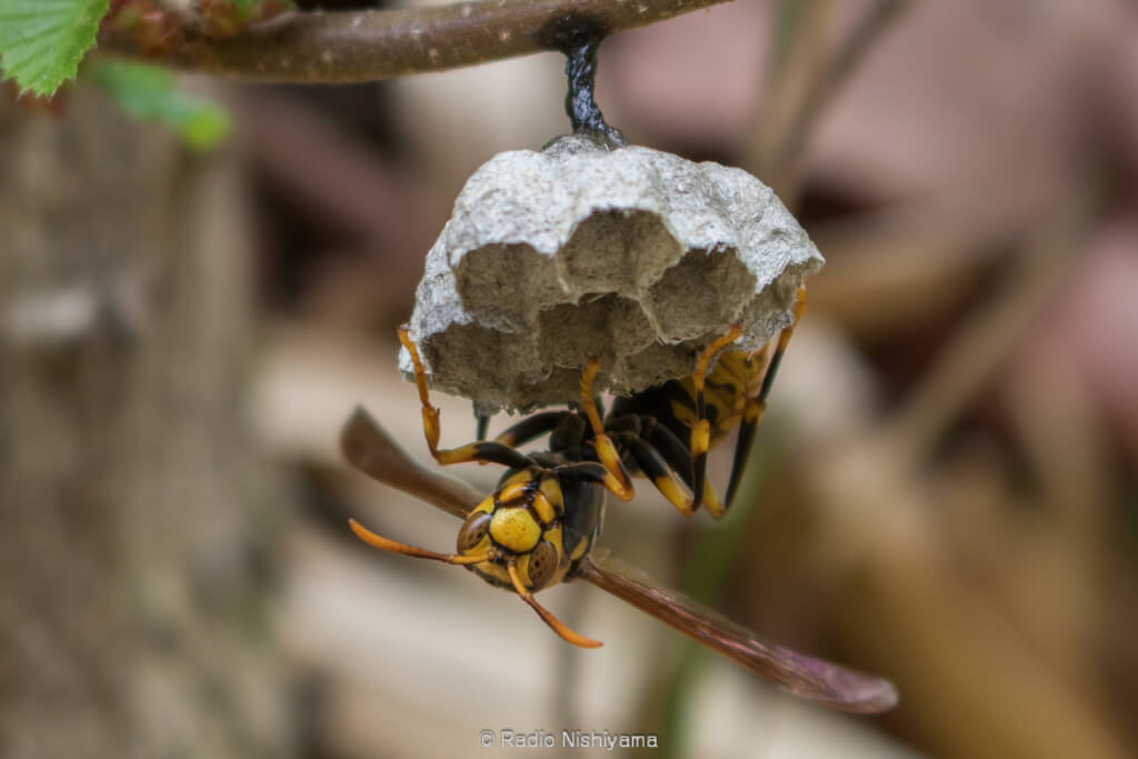 キアシナガバチの営巣