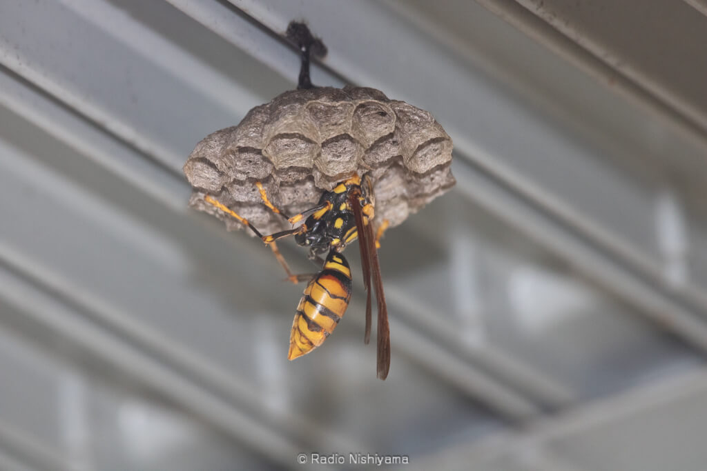 キアシナガバチの営巣