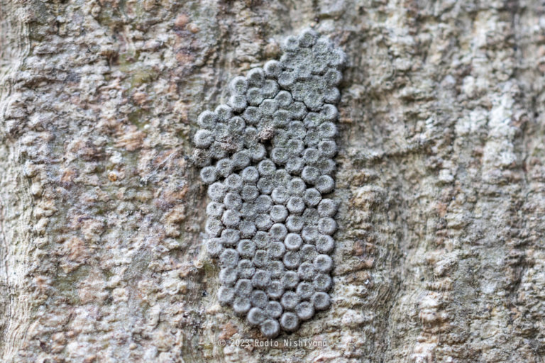 ミズキの樹皮にうみつけられたキアシドクガの卵