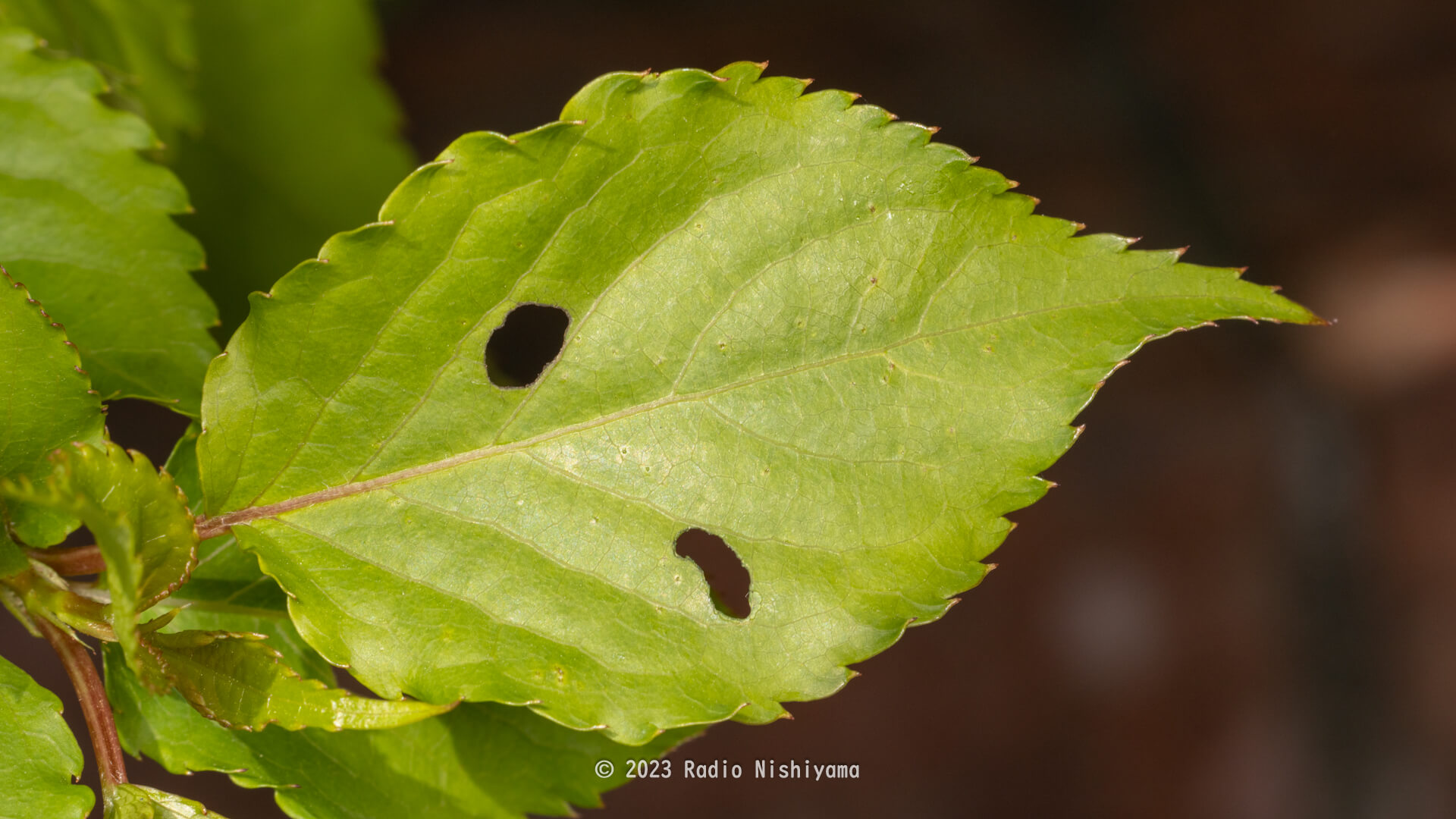 キブシの葉に空いたウスモンオトシブミの食痕