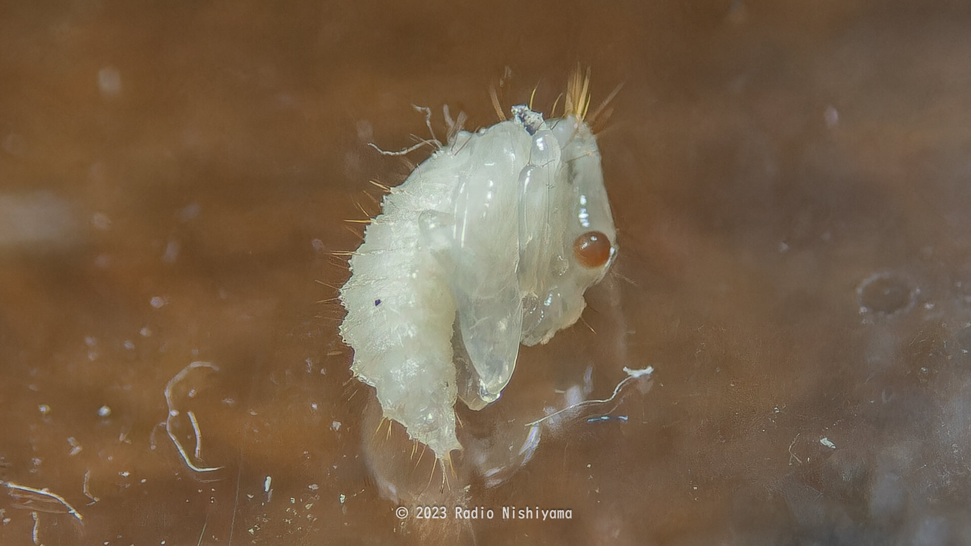 エゴツルクビオトシブミの蛹