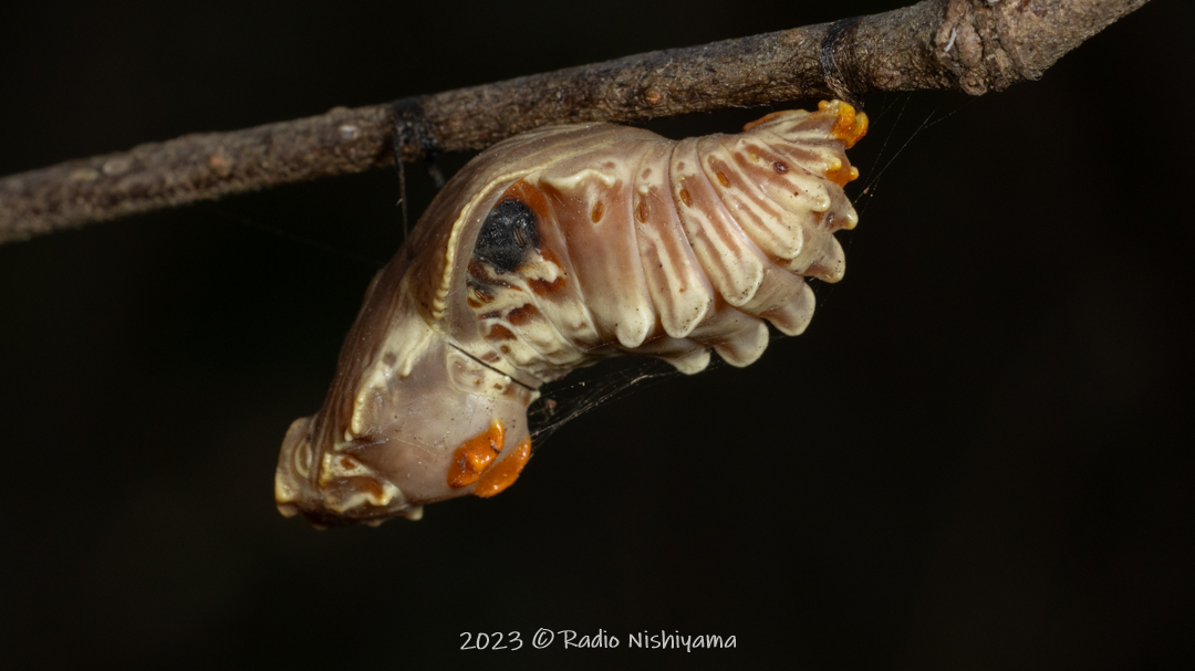 寄生されたジャコウアゲハの蛹
