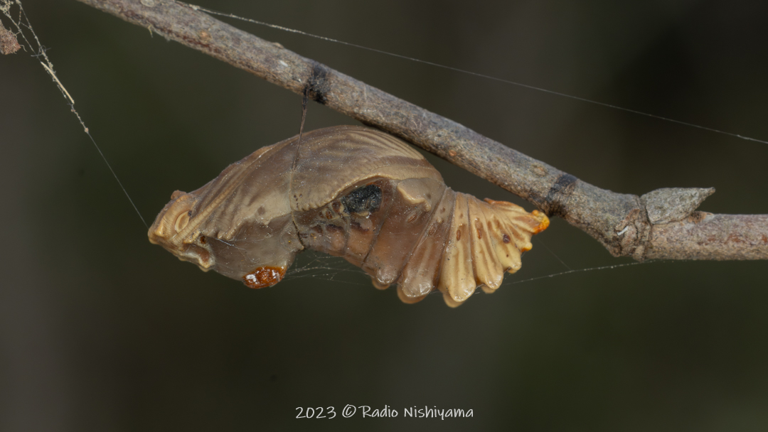 寄生されたジョコウアゲハの蛹