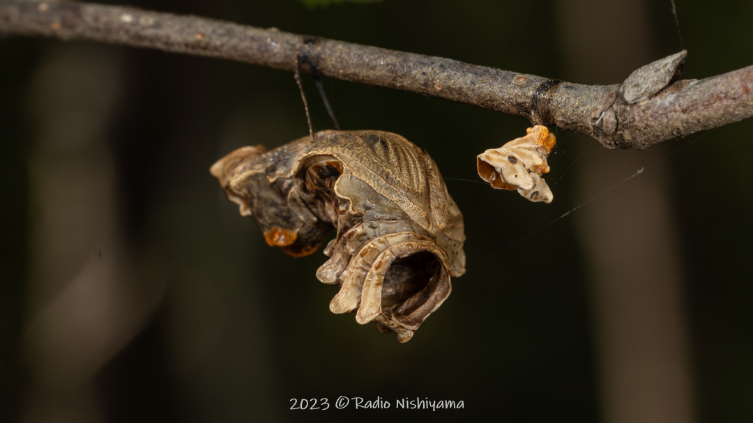 寄生されたジャコウアゲハの蛹の抜け殻