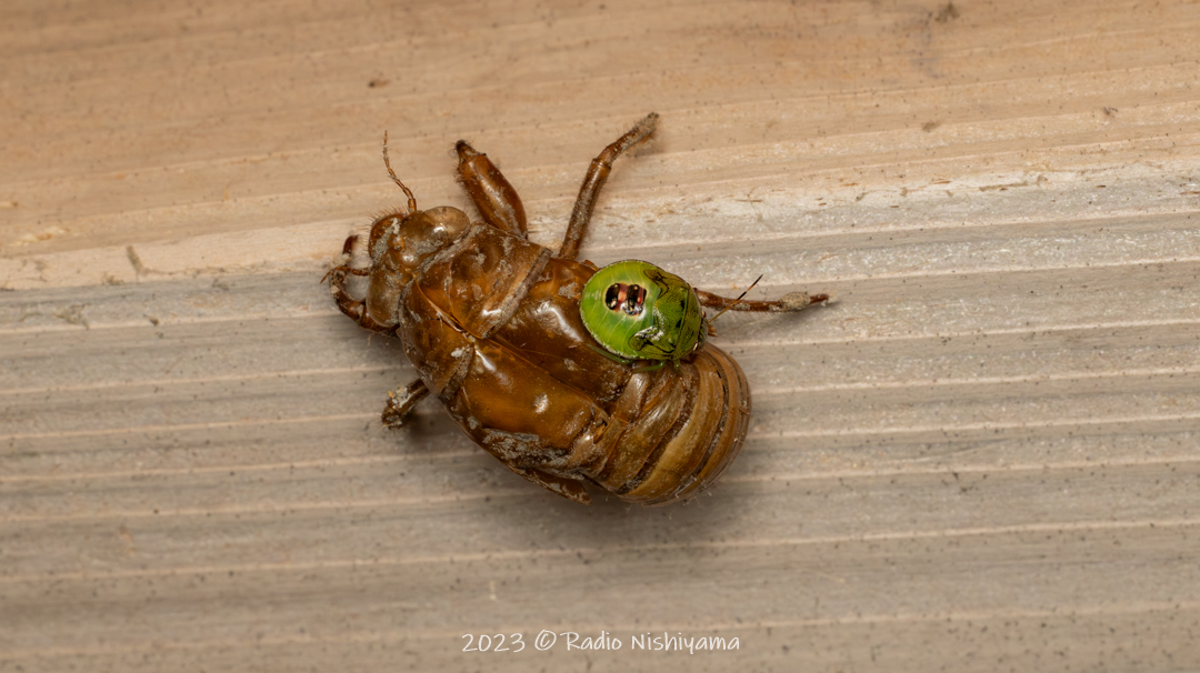 セミの抜け殻にとまるチャバネアオカメムシの幼虫