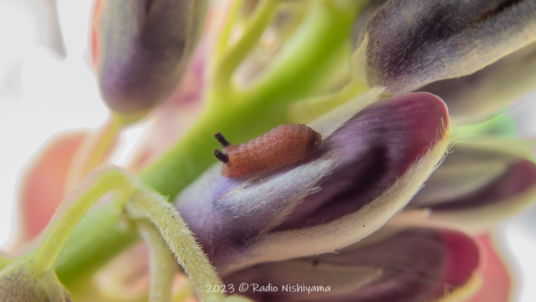 クズの花で見つけたウラギンシジミの幼虫